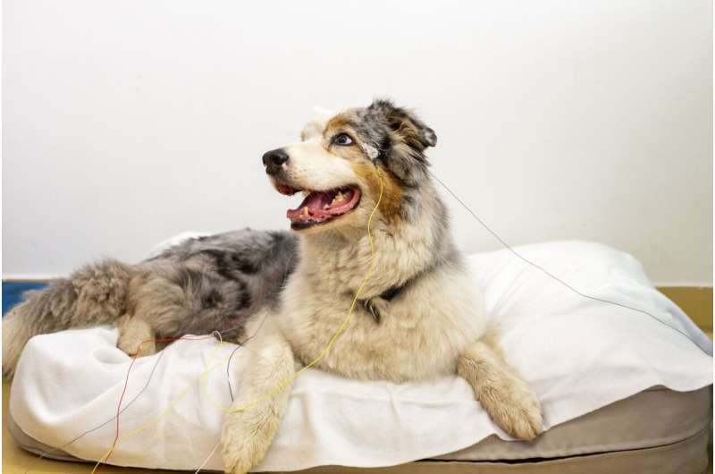 Your dog understands that some words "stand for" objects