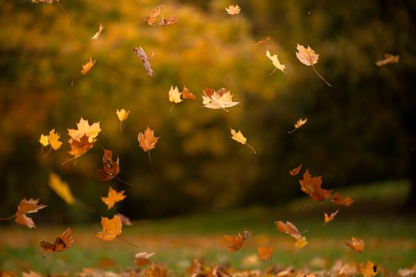 Autumn leaves
